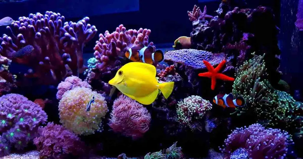 Best Coral Dip
