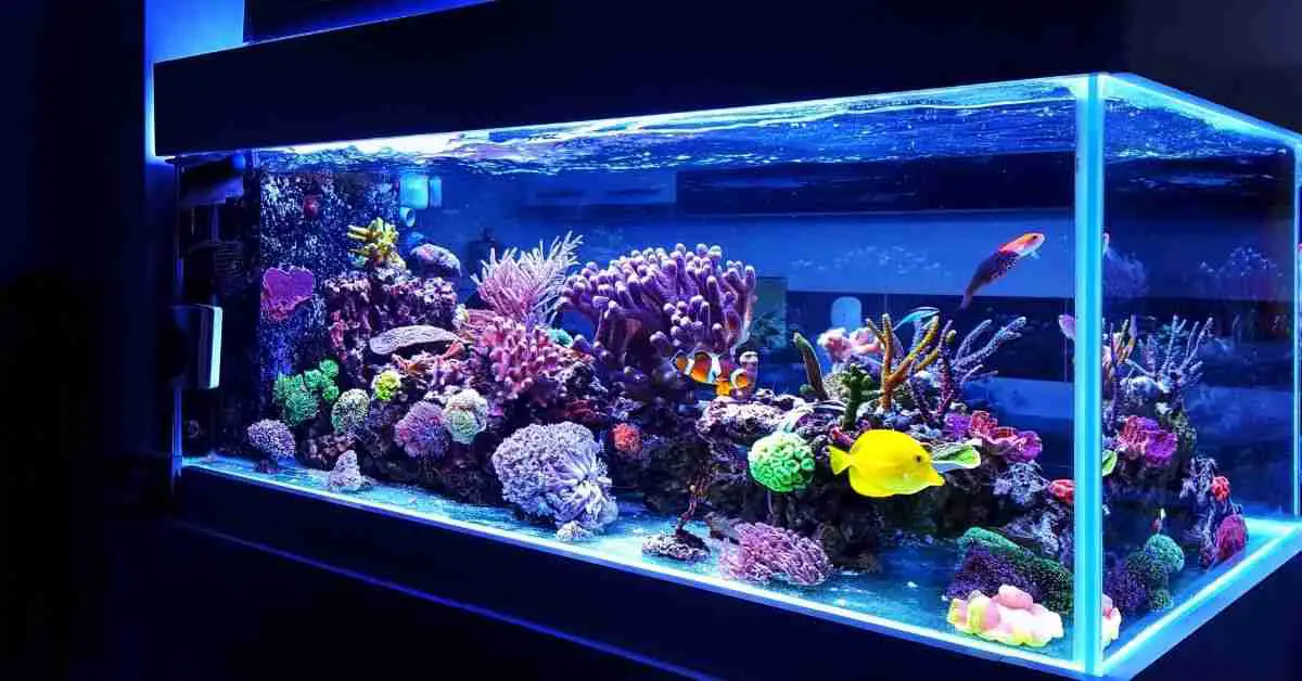 Best T5 Bulb For Coral Growth