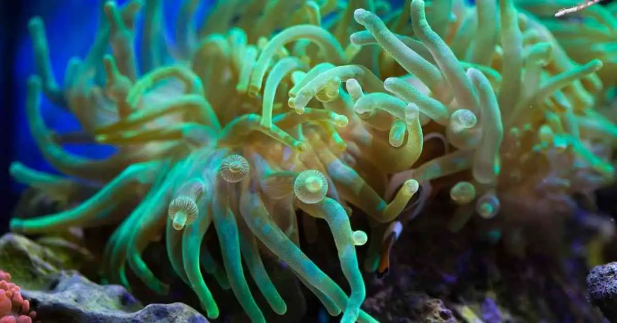 Bubble Tip Anemone Dying