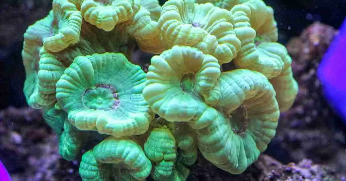 Candy Cane Coral Dying