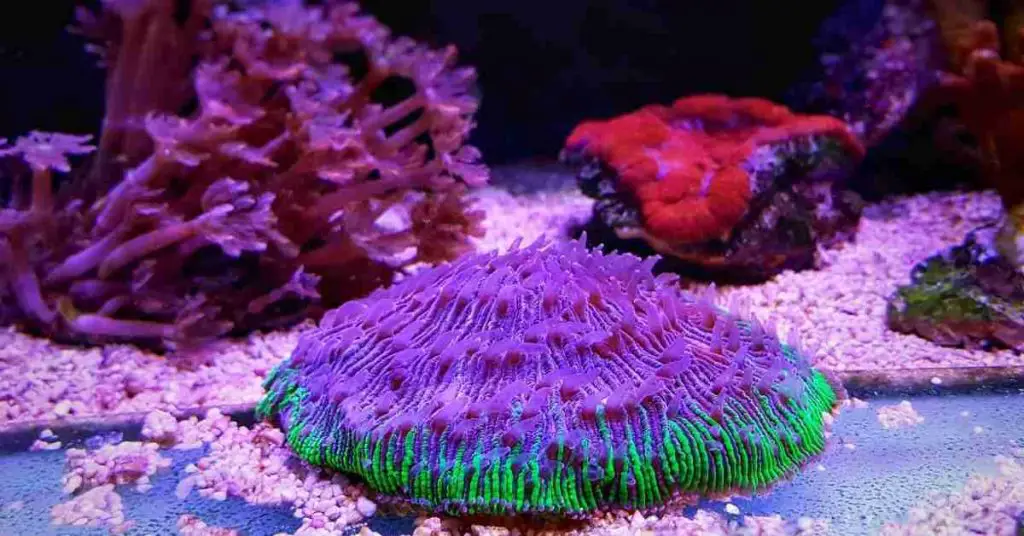 Plate Corals Dying