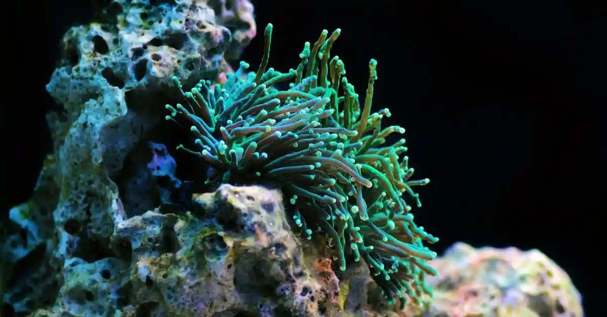 Torch Coral Dying