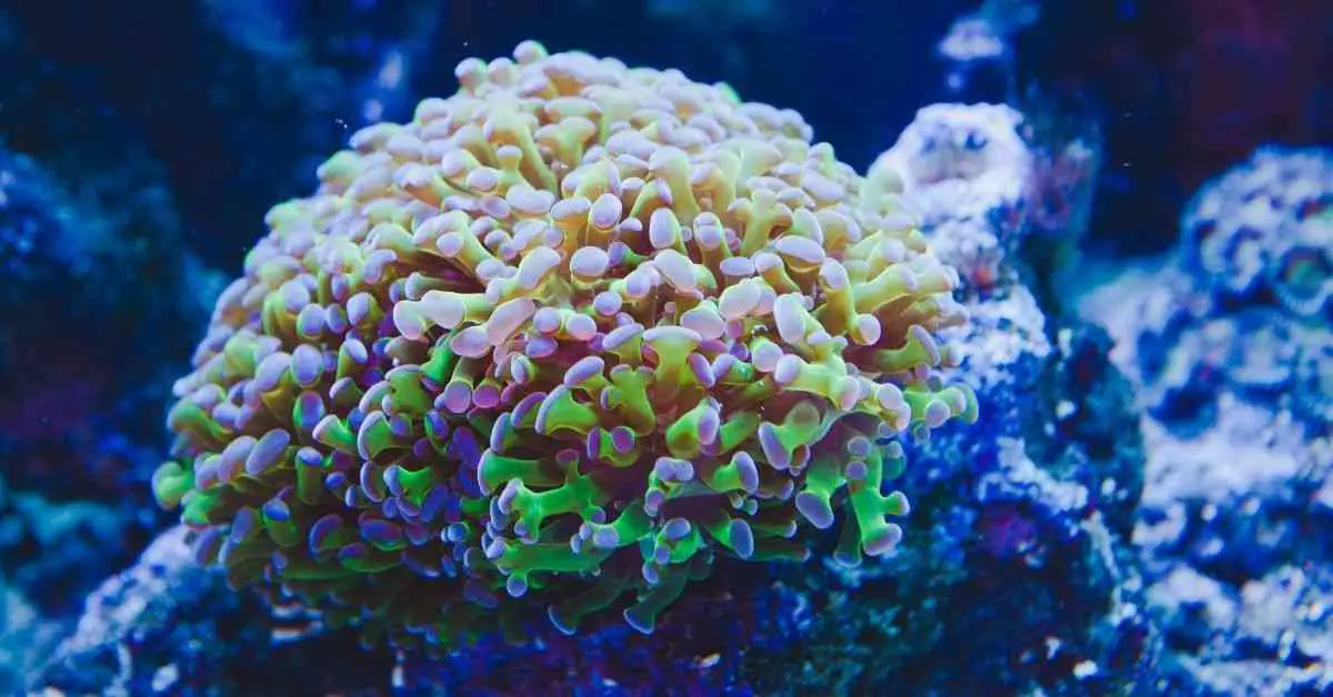 Frogspawn Coral Dying