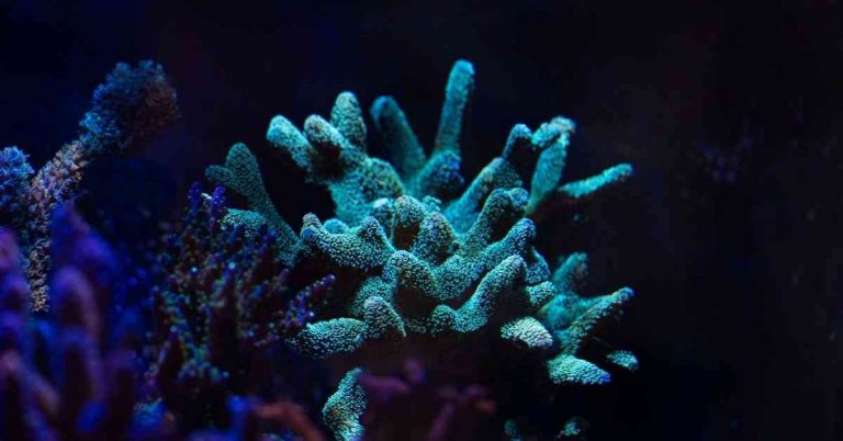 Birdsnest Coral Turning White ( How To Revive Them)