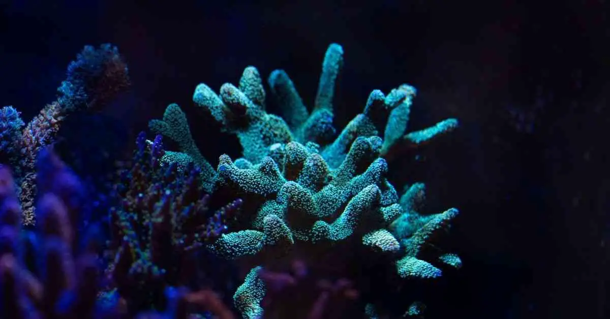 Birdsnest Coral Turning White