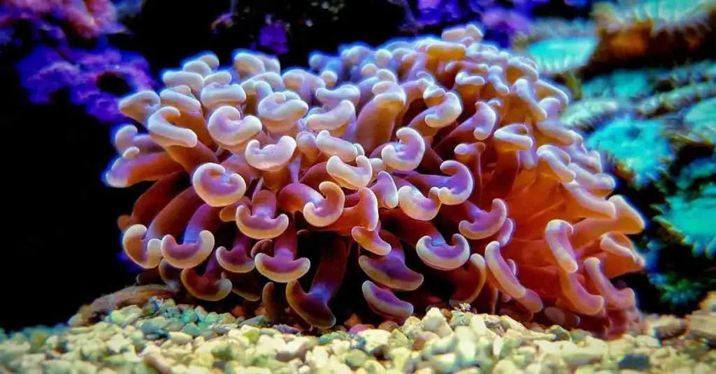Hammer Coral Dying