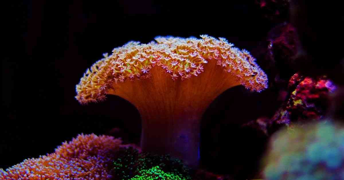 Toadstool Coral Not Opening