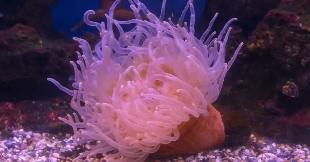 Why Is My Anemone Closed Up