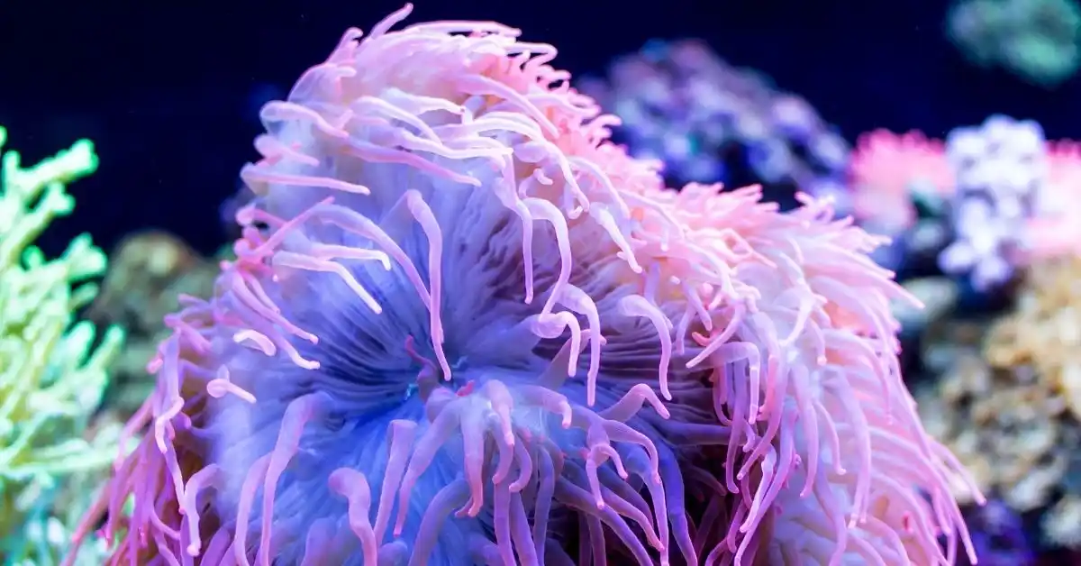why do anemones split