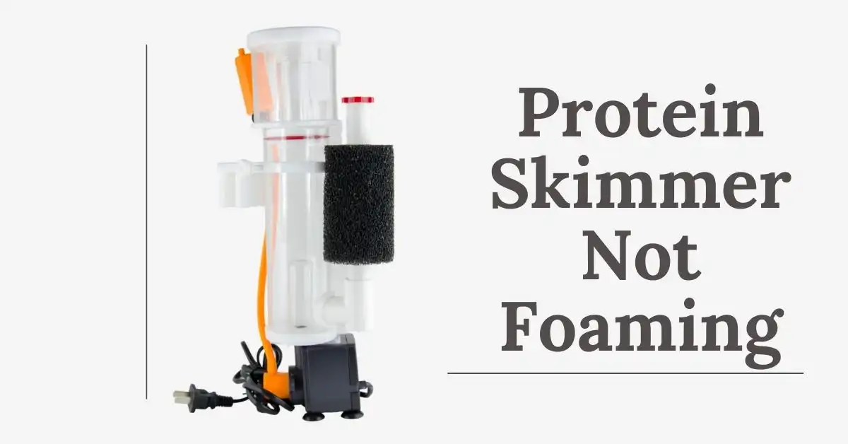 protein skimmer not foaming