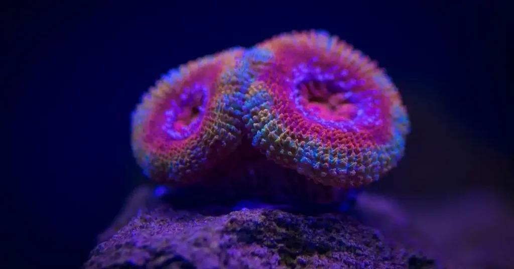 acan coral dying