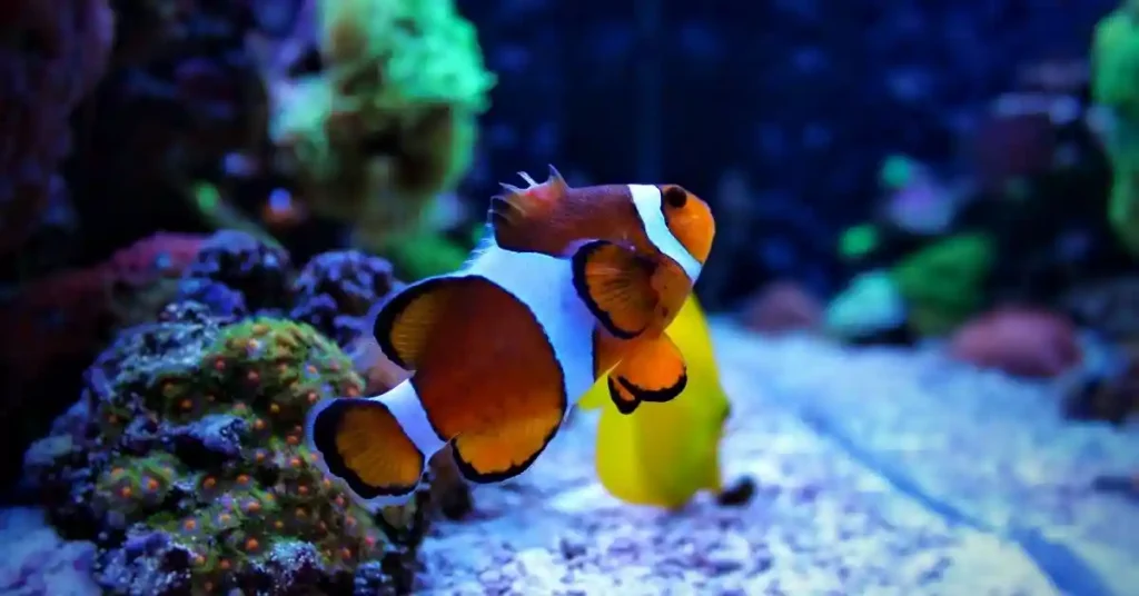 new clownfish not eating