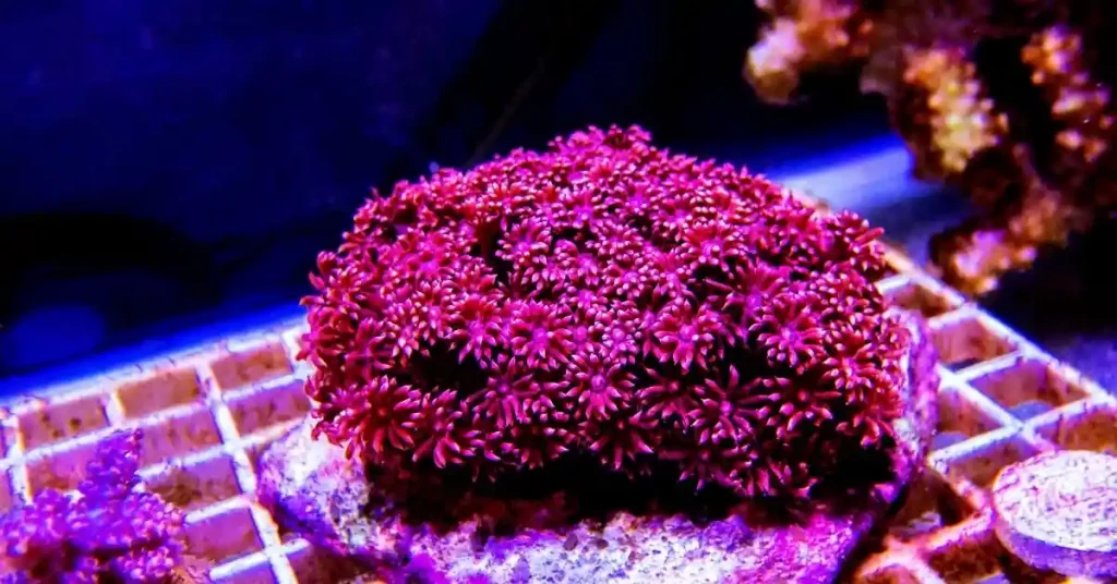 flower pot coral not opening