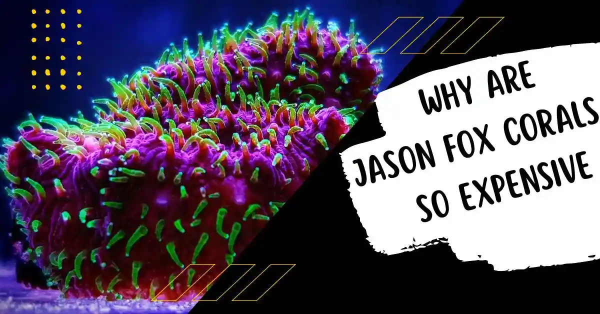 why are jason fox corals so expensive