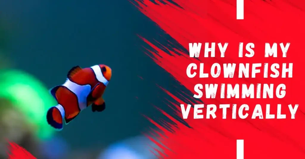 why is my clownfish swimming vertically